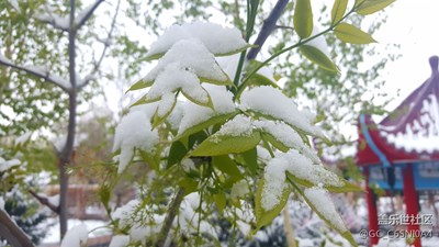 五月飛雪