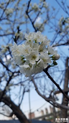 來猜猜是什么花？