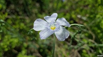 《初夏風(fēng)情畫》+烏魯木齊+亂花漸欲迷人眼，淺草才能末馬蹄。