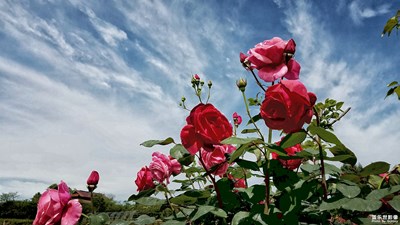 《初夏風(fēng)情畫》+綿陽市游仙區(qū)+山野精靈