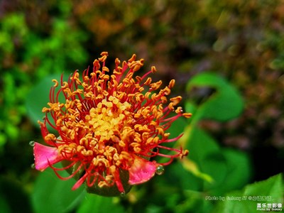 《初夏風(fēng)情畫》+北京+只道花開無十日， 此花無日不春風(fēng)。