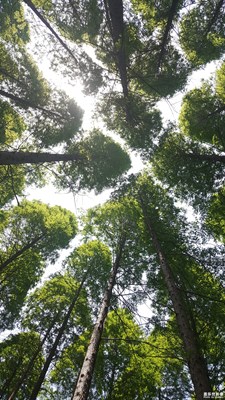 《初夏風(fēng)情畫》+江蘇鹽城+初夏的森林