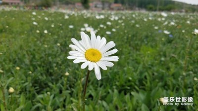 《初夏風(fēng)情畫》+遼陽太子島+平凡的野花