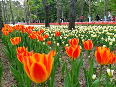 冰城百花園