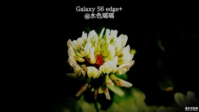 花叢間