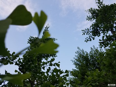 今天上班，走在小區(qū)里的鏡頭(求指正)
