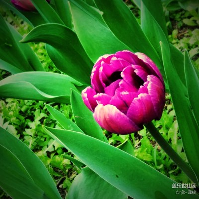 植物園賞花