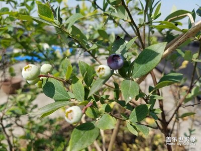 藍莓慢慢的可以吃了
