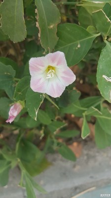 小花兒