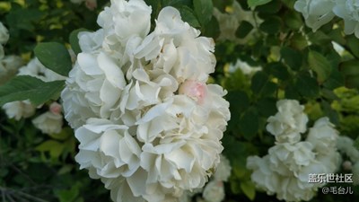 路邊的花