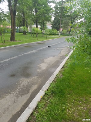 公園
