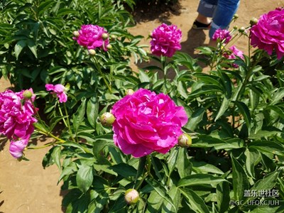 花兒為什么這樣紅