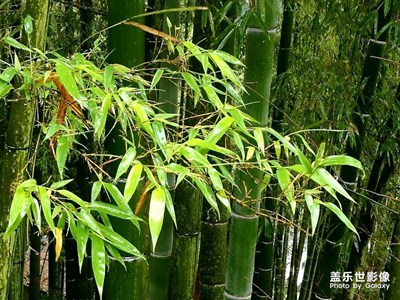 竹子