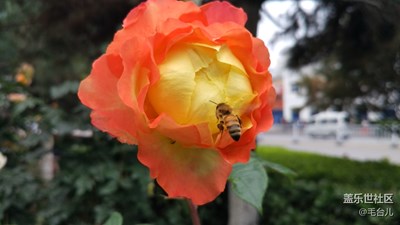 擇花待蕊
