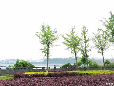 銀杏