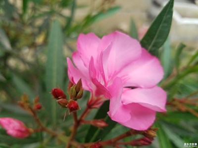 公園常見但我不認識的花