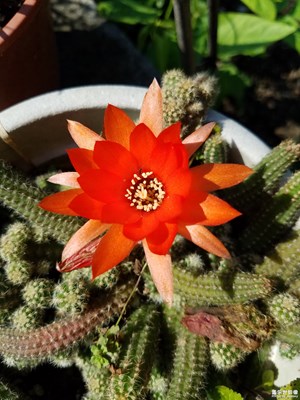 仙人蟲開花啦