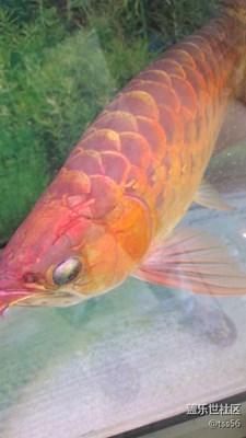 金龍魚