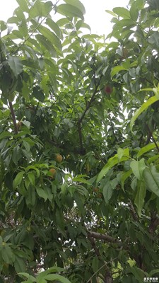 《清涼一夏》+上海河邊+桃樹(shù)蜻蜓