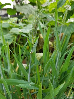 喵草（小麥）