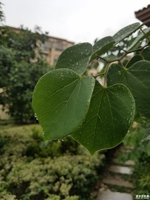 大雨過后，下班小區(qū)隨拍！