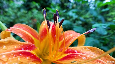新雨萱草花更艷——