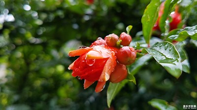 雨潤石榴紅