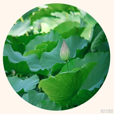 《新荷》