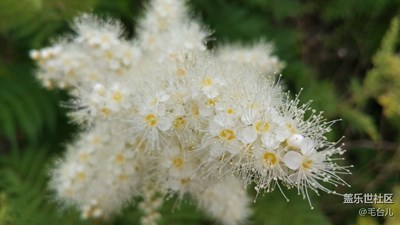 野花野果