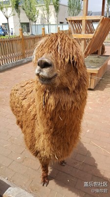 《慢生活》+呼和浩特+閑游大青山動物園