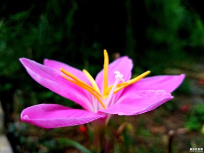 可愛的小花