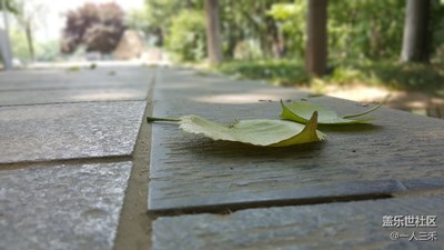 微距之落葉