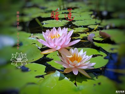 睡蓮