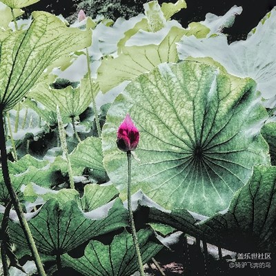【兩周年 風(fēng)】夏日涼鳳