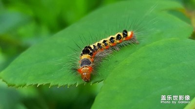 蓋樂世社區(qū)兩周年慶生帖~毛毛蟲