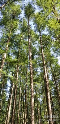 【蓋樂世社區(qū)2周年慶 】+ 韌  +山西省蘆芽山標準林+萬木擎天