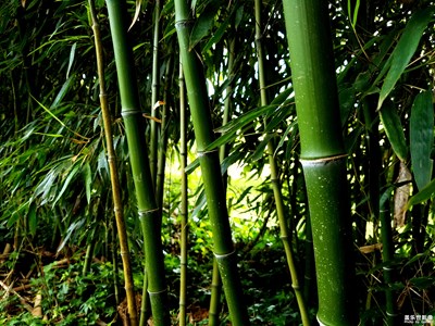 竹