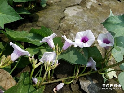 紅薯居然也會開花
