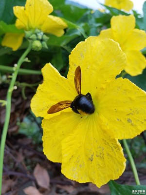 植物認(rèn)知篇之二(回趟鄉(xiāng)下老家)