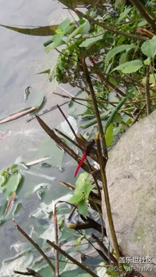 紅蜻蜓