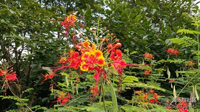 顏色鮮艷的花