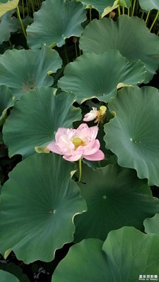 含苞綻放
