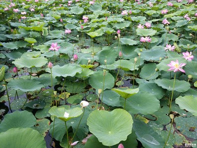 夏日荷塘、絲絲清涼