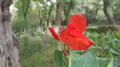 花？