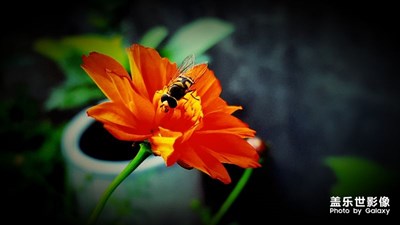 【蓋樂世社區(qū)2周年-微距  】+s6通透的微距/蟲蟲