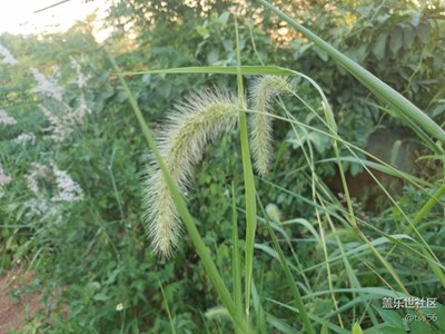 變了樣