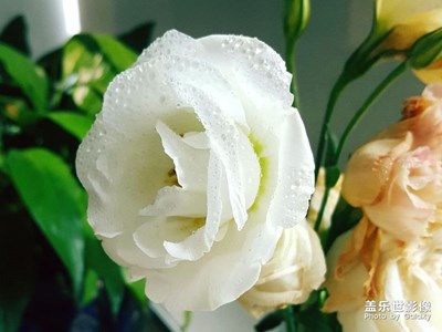 花朵