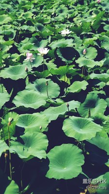 揚州行