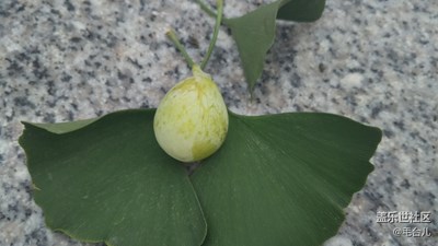銀杏