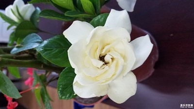 【蓋樂世社區(qū)2周年-微距 】+可愛的小花